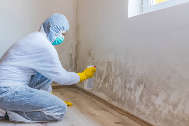 Mold Remediation specialist working in Babson Park